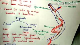 biologymentors1980 Schistosoma Phylumplatyhelminthese SchistosomalifecycleSchistosomiasisNEET [upl. by Nnairrehs233]