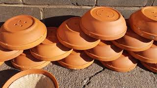 breeding pigeons cleaning nest bowls for new breeding season [upl. by Ardnekal]