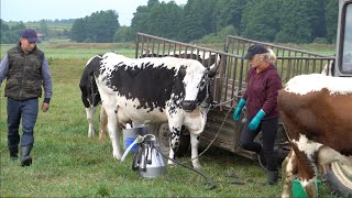 Dojenie na polu białogrzbietów Podlasie [upl. by Ffirahs]