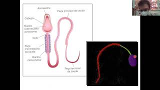 Aula 2 PARTE 5  Gametogênese masculina e feminina [upl. by Novyat]