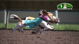 Canterbury Park Basset Hound Races 82921 [upl. by Atiana]