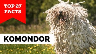 99 of Komondor Dog Owners Dont Know This [upl. by Schlenger]