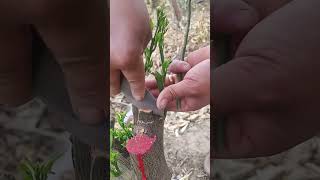 Best grafting technique grafting satisfying [upl. by Ysnil]