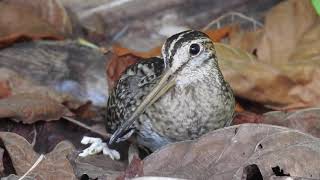 Pintailed snipe Gallinago stenura Nalaguraidhoo Maldives [upl. by Mathew]