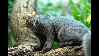 Rarest cats in the world Jaguarundi [upl. by Pelligrini]