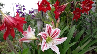 Zambak Amaryllis çiçeği bakımı ve gübreleme [upl. by Lain]