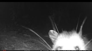 92724 Water Bowl Visitor’s Possum’s Hold Their Own opossum wildlife drought [upl. by Madonna995]