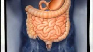 Introduction to Gastroenterology [upl. by Anij]