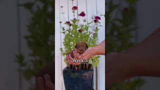 Watch Cheshire Grow week 5 [upl. by Edac]