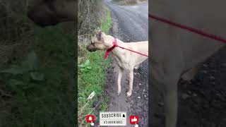 Bonzo the Lurcher greyhound pitbull hunting countryside rabbit animals wildlife crazy essex [upl. by Oster]