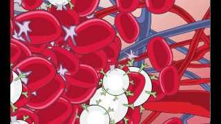 Video 1 Blood and the Immune System Overview [upl. by Berti]