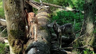 The only wolf family that succeeded to save some of their pups in Naliboki Forest in 2021 [upl. by Meehar]