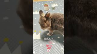 My Bunny Tried to Do a Binky [upl. by Atiloj983]