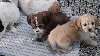 Charming Cavachon Puppies SD 480p [upl. by Lombardo]