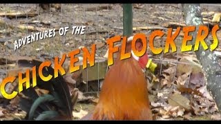 Adventures of the Chicken Flockers Backyard Chickens Assessment and Advice [upl. by Battiste55]