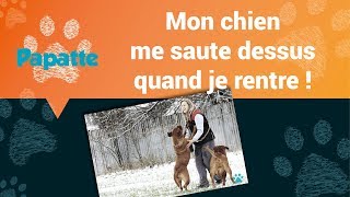 Mon chien me saute dessus quand je rentre [upl. by Yelak]