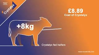 Crystalyx Cattle Booster Research proven at Newcastle University [upl. by Borman]