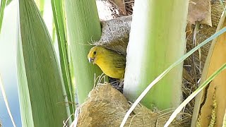 Canários da terra cantando e construindo seu ninho na natureza [upl. by Eirod500]