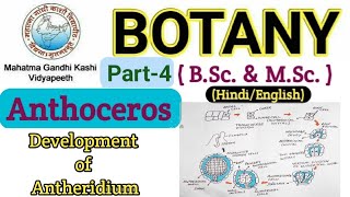 Reproduction in Anthoceros BSc 1st year Botany Bryophyta  Development of Antheridium  Anthoceros [upl. by Dacia]