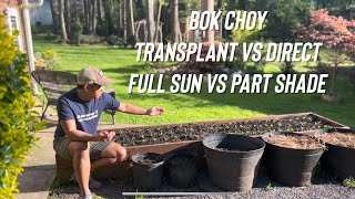 Part 1 Direct Sow VS Transplants Bok Choy  Pak Choi in Late Spring zone 7b [upl. by Aydan]