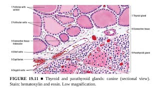 Parathyroid Glands Anatomy and Histology [upl. by Sulrac]