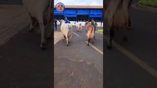 Brazil Gir lendo breed girbull cow viralvideo animals animals cowlover [upl. by Hallsy]