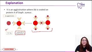 NEET MDS 2024 Micro  Coagglutination [upl. by Ekralc]