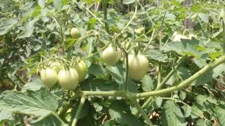 Biogenic Green Technology for organic Tomato farming Sri lanka [upl. by Latta]