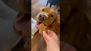 DAY 2 The costco x bark Advent Calendar is amazing adventcalendar goldenretriever puppyvideos [upl. by Sucerdor]