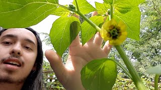 How to grow Tomatillos Physalis ixocarpa syn Physalis philadelphica  Miltomates [upl. by Stacie]