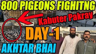 Pigeons Fighting 800 Pigeon Loft Brother Akhtar Kabuter Utre Kabooter Pakray Hunting Capture DAY1 [upl. by Naujahs]