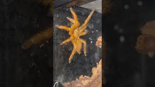 Pterinochilus murinus Orange Baboon Tarantula shortsfeed [upl. by Gorey598]