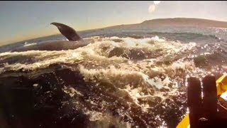 Kayaking with Redondo Beach Blue Whales with underwater footage and Lunge feeding GoPro [upl. by Parker]