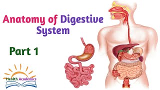 Anatomy of Digestive System Part 1 Interesting Video Lecture with Amharic Speech [upl. by Hedelman]