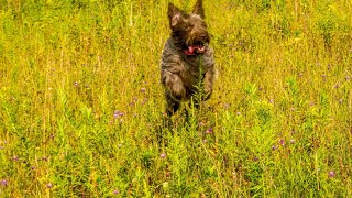 Training Your Wirehaired Pointing Griffon Around Livestock [upl. by Birmingham583]