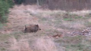 Amazing shot  Drückjagd in Polen  polowanie na dziki vildsvinsjakt drivenhunt Chasse Au Sanglier [upl. by Ennael]