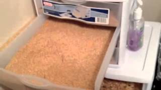 Easy way to breed insects Mealworms [upl. by Hedda]