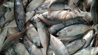 সাগরের সুস্বাদু মাছ  Delicious sea fish seafish seafood delicious fish fishing fishmarket [upl. by Ahsercel]