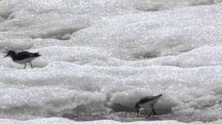 Semipalmated Sandpipers Fighting on Hudson Bay [upl. by Yaf]