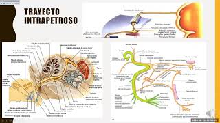 NERVIO FACIAL fibras origen real aparente trayecto funcióninervaciónsemiología y patología [upl. by Pepin]