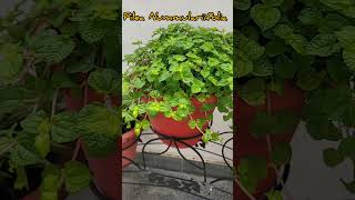 🪴Pilea Nummulariifolia Plant Care TipsAll About Creeping charlie aadishkiduniya Pileashorts [upl. by Amedeo]