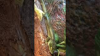 Mexican Alligator Lizard Shedding Abronia Graminea [upl. by Cirenoj]