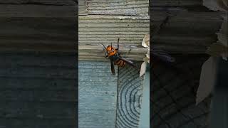 Gently Catching a Giant Hornet with Tweezers [upl. by Adlesirhc]