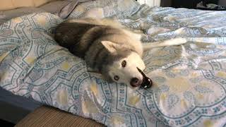 Stubborn Husky Wont Get Out of Bed [upl. by Engleman225]