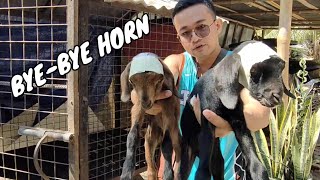 DEHORNING BABY GOATS USING DEHORNING PASTE SAFE AND EFFECTIVE [upl. by Arrek]