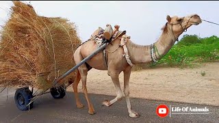 Beautiful camel walking on road  Tharparkar camel  Thari camels  Tharparkar desert [upl. by Erlina]