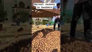 Walnut season in kashmir  kupwara itself called as walnut place in kashmir kashmiri new video [upl. by Marmion]