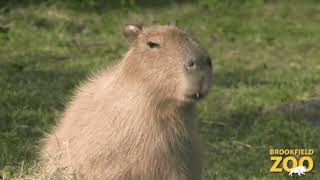 Don Toliver  After Party CAPYBARA [upl. by Gnol]