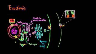 Exocitosis  Membranas y transporte  Biología  Khan Academy en Español [upl. by Goldia431]