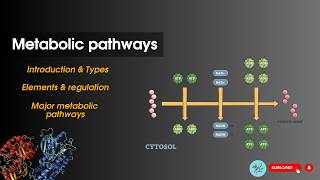 Metabolic pathways Introduction  Bioenergetics Biochemistry [upl. by Frick]